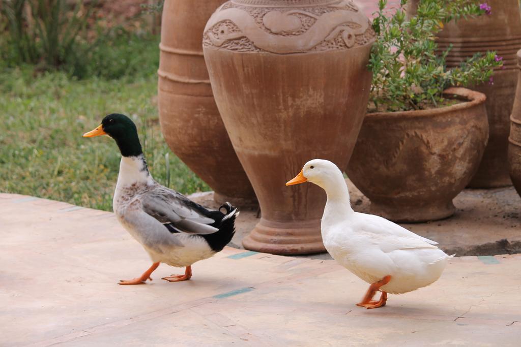 Ecolodge Bab El Oued Maroc Oasis Agdz Exteriér fotografie