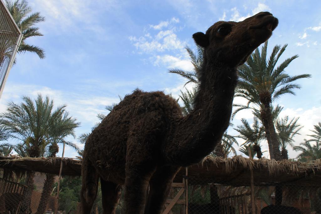 Ecolodge Bab El Oued Maroc Oasis Agdz Exteriér fotografie